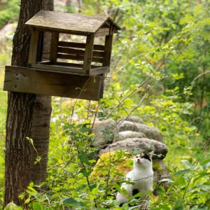 bird feeder