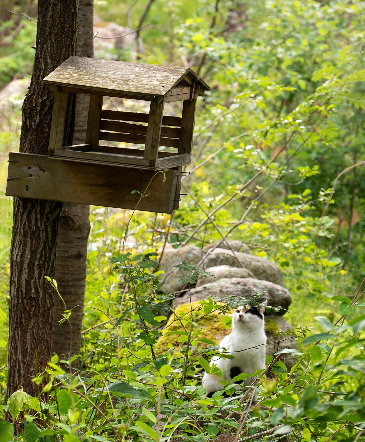 bird feeder