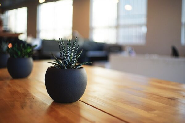Succulent office plants (CC0 photo)